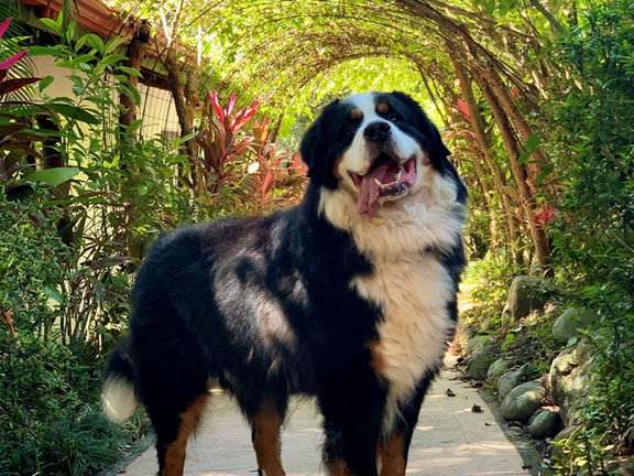 A dog on the garden path