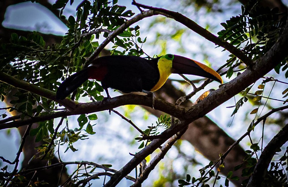Un tucán en el jardín